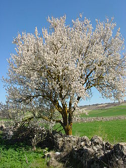 Almendra