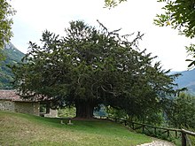 Tejo